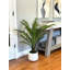 Ridgewood Faux Fern Plant in Fiberstone Planter