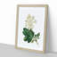 Oakleaf Hydrangea by Pierre-Joseph Redoute - Framed Print-55576943-55576944