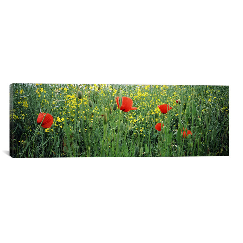 Reproduction de photo sur toile, H 16 po x l 48 po x P 1,5 po, Toile tendue