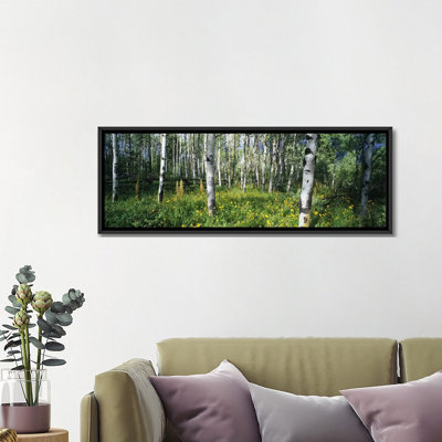 " Field Of Rocky Mountain Aspens "