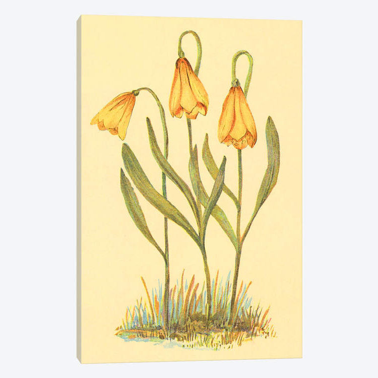« fritillary », reproduction sur toile, H 12 po x l 8 po x P 0,75 po, Pas de tapis, Toile tendue