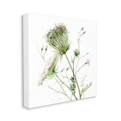 "Blooming Queen Anne's Lace Wildflower", peinture à l'aquarelle sur toile blanche encadrée par Verbrugge