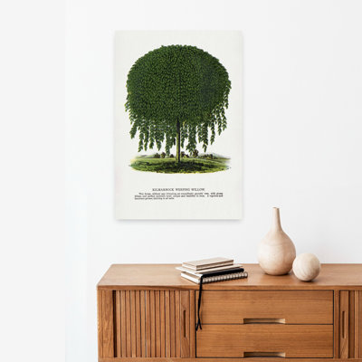 Kilmarnock Weeping Willow Tree Lithograph Retro Vintage Abstract Weeping Willow Plant Tree Wall Art