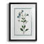Shabby Elegance Botanical II, reproduction encadrée de qualité supérieure - prête à être accrochée-1427717059-1427717061