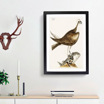 Fishing Hawk by Mark Catesby - Picture Frame Art Print