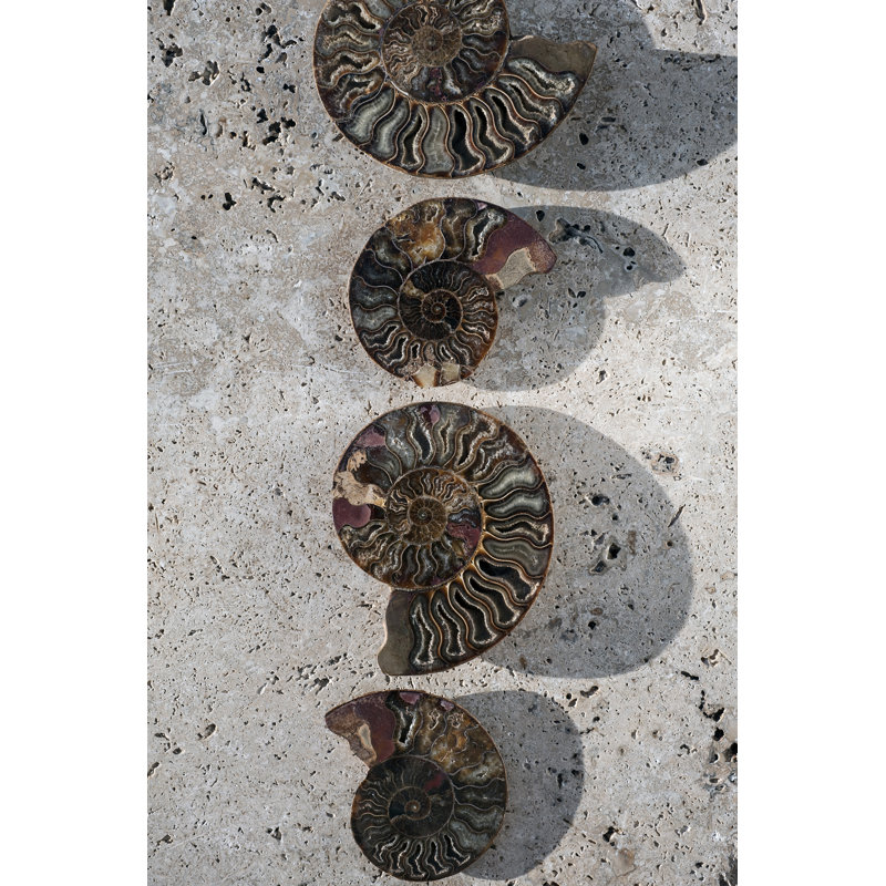 Gifts Of The Shore XII by Elena Ray - Wrapped Canvas Print, 122cm H x 81cm W