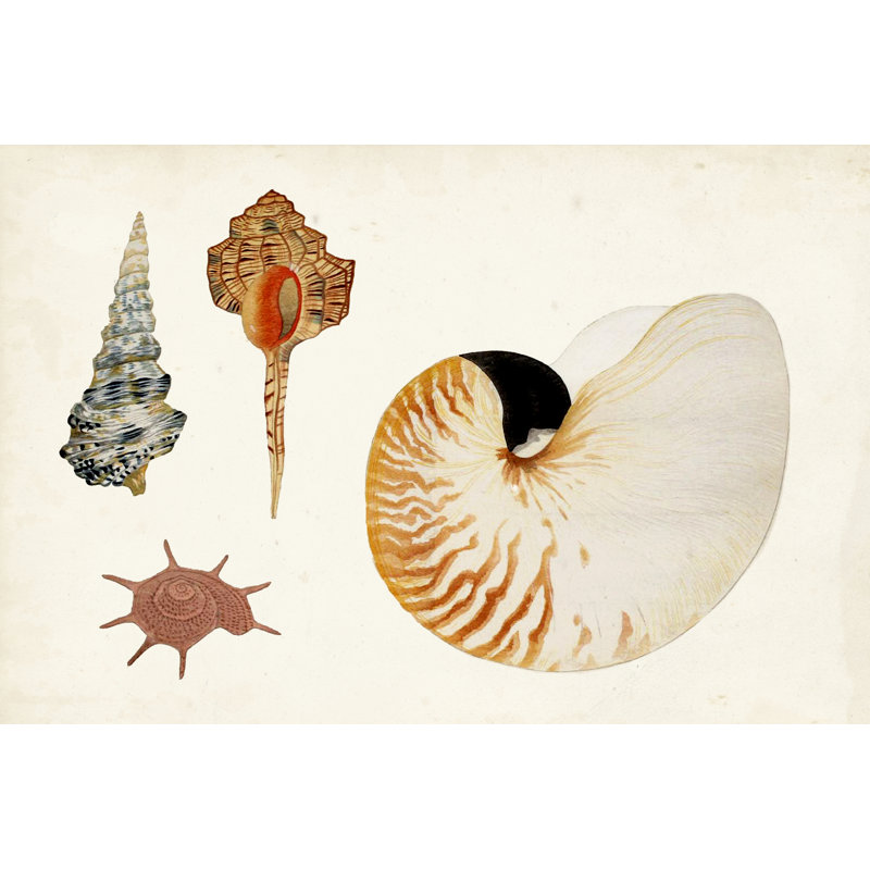 Anthologie antique de la coquille I, H 32 po x l 48 po