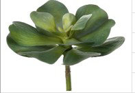 Succulent Arrangement
