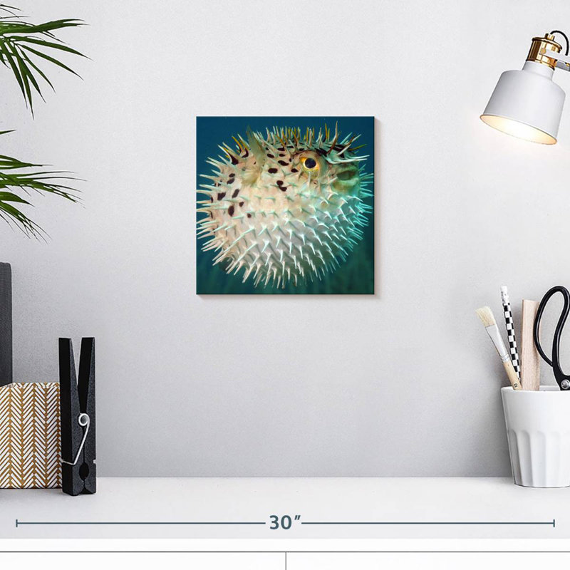 Brampt Puffer Fish