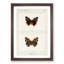 Red Admiral Butterfly by S.F. Denton - Picture Frame Painting Print-55598027-55598028
