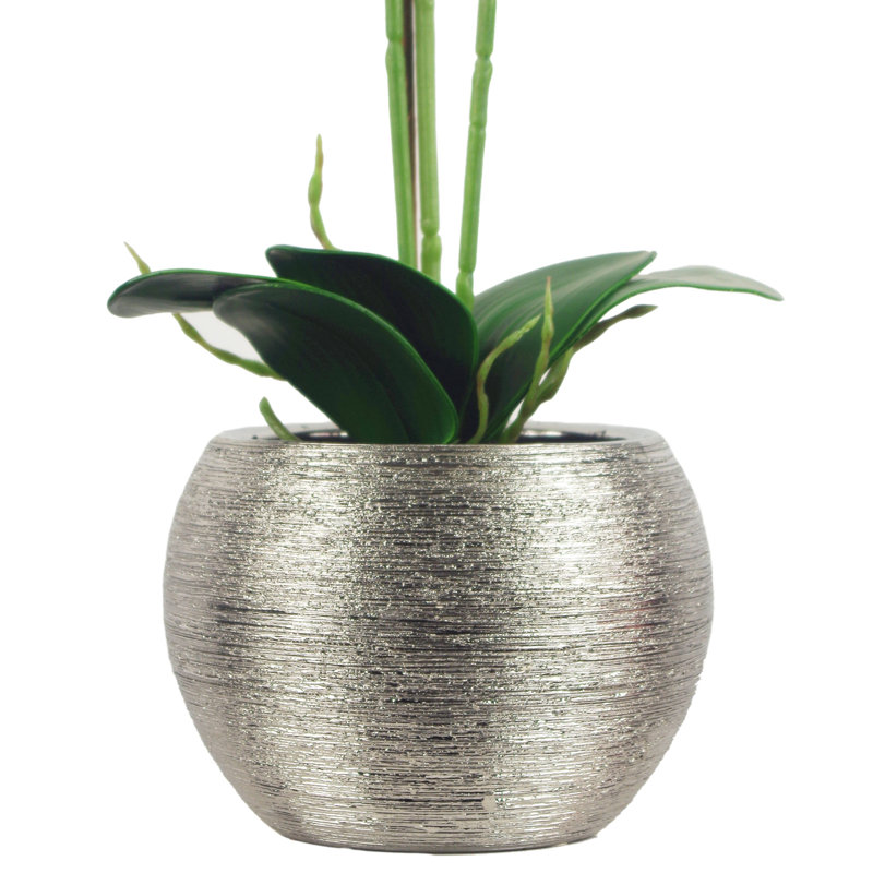 Anneus 70cm Plant