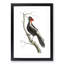 White-Billed Woodpecker by George Shaw - Framed Print-55641301-55641303