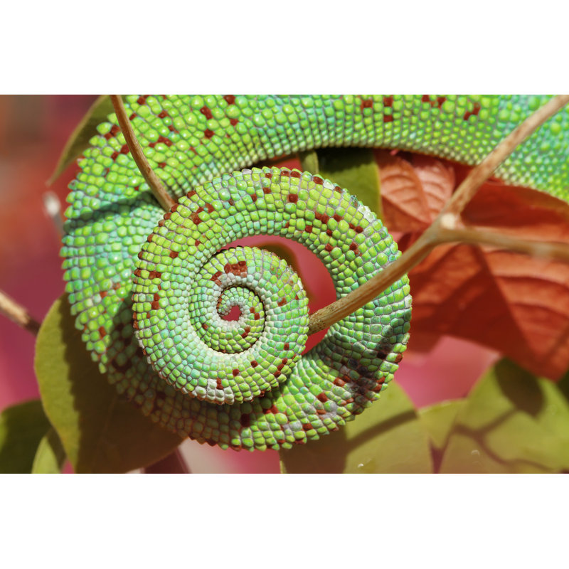 Spiral - Wrapped Canvas Print, 81cm H x 122cm W