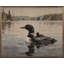 Loon And Baby On The Lake-267407897
