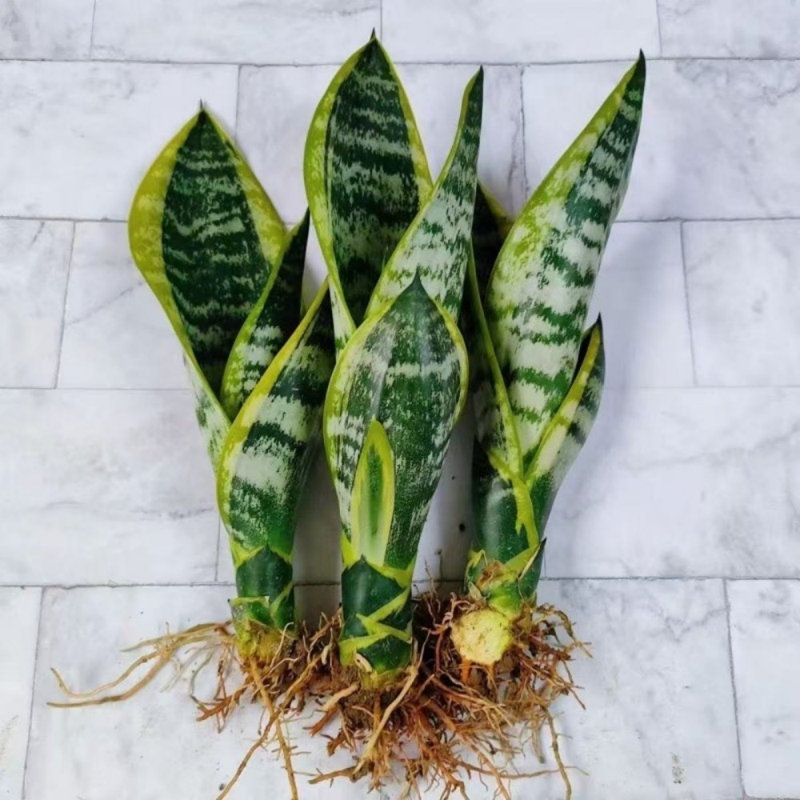 Sansevieria Trifasciata 'Laurentii' - 1 Plant, Variegated Snake Plant Cuttings, Easy to Root