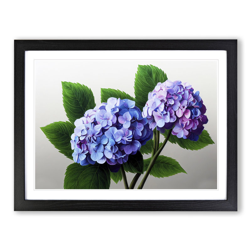 Impressive Hydrangea Flowers - Single Picture Frame Print, Black, 34cm H x 46cm W x 2cm D