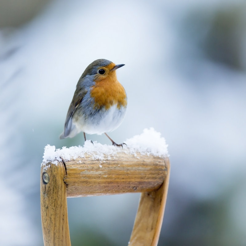 Robin (Erithacus Rubecula) by Andrew_Howe - Wrapped Canvas Print, 122cm H x 122cm W x 3.8cm D