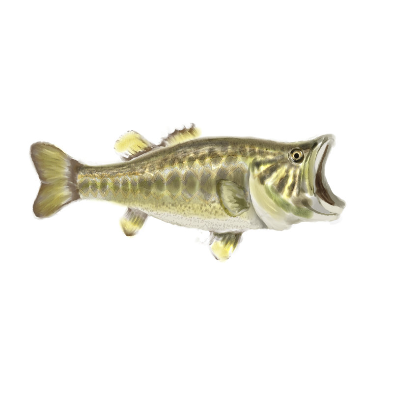 Illustration de la basse, H 36 po x l 36 po x P 1,25 po