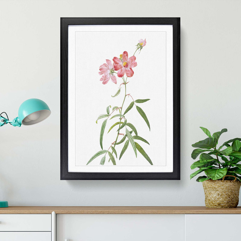 Peach-leafed Roses in Pink by Pierre-Joseph Redoute - Picture Frame Painting Print, 65cm H x 48cm W x 2cm D, Black Framed