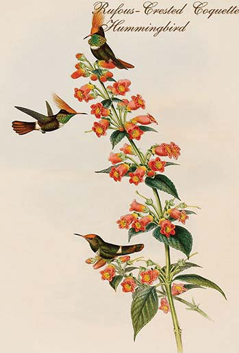 Colibri en coquette-crête rousse-impression d’art graphique, H 66 po x l 44 po x P 1,5 po