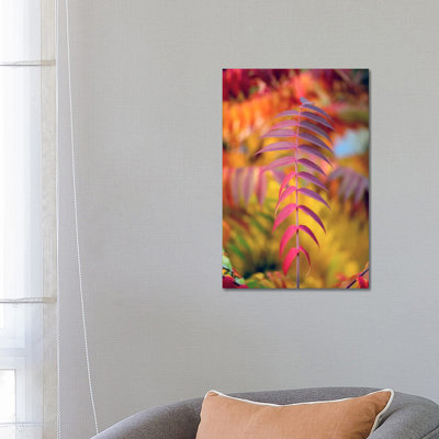 DOF And Leaves by Philippe Sainte-Laudy - Wrapped Canvas Print