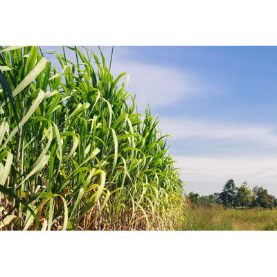 " Sugar Cane Plantations " by Gm-Studio