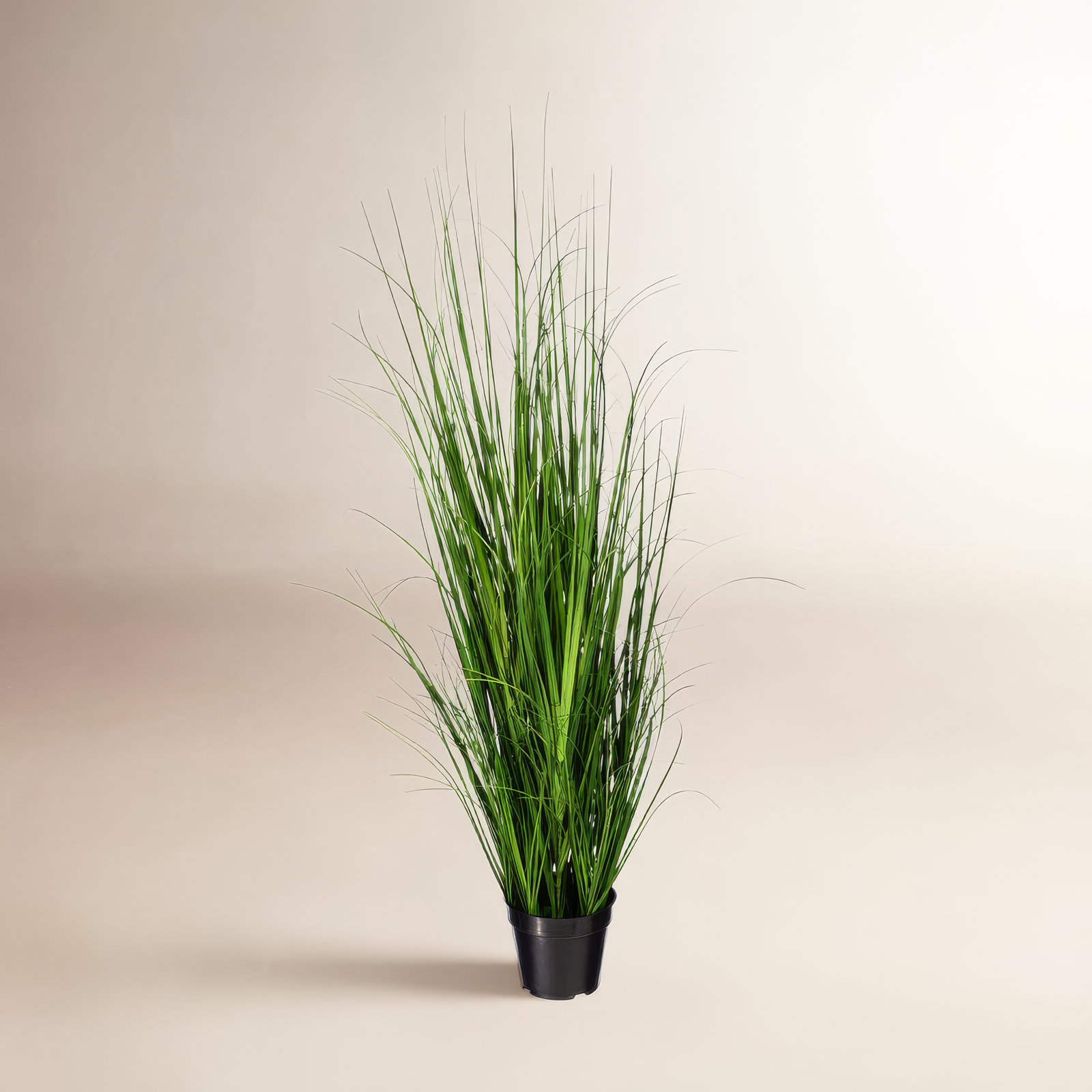 Potted Green Lemongrass., 48" H x 9" W x 9" D