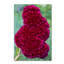 « coxcomb fleur » par kurt shaffer, reproduction de photo sur toile tendue-14740517