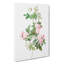 Baby Pink Roses by Pierre-Joseph Redoute - Wrapped Canvas-55363694