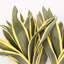 32 "branche de feuille de fer artificielle brésilienne pour le remplissage de vase, Bouquet en vrac de long feuillage de ferme pour les décorations de table de centre de table de bureau à domicile
