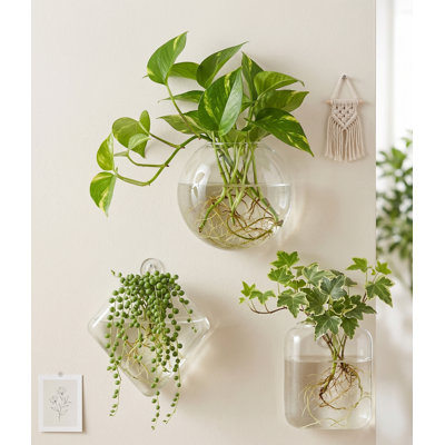 Three-Pack Wall Planter Hanging Glass Terrariums, Container Vases for Propagating Hydroponic Plants in Bathroom, Living Room, or Garden (Plants Excluded)