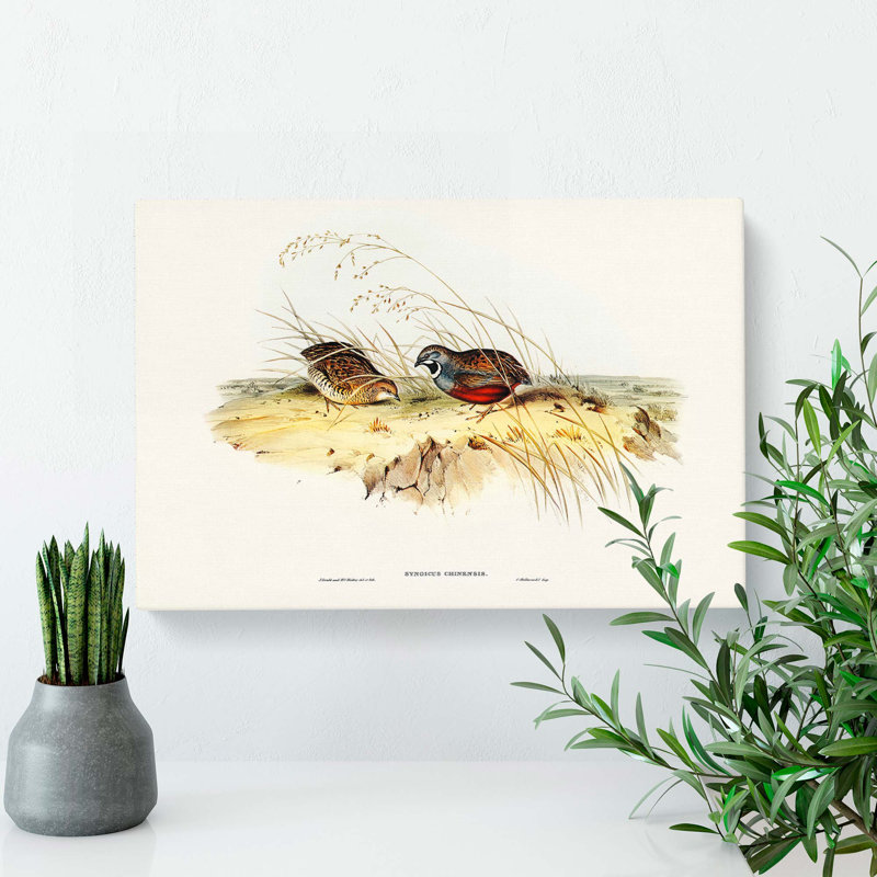 Chinese Quail by Elizabeth Gould - Wrapped Canvas Painting, 35cm H x 50cm W x 3cm D