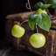 Branche de pomme verte artificielle avec feuilles-1993675235