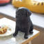 Baby Pug | Handpainted Decorative Puppy Statue for Home & Garden Decor | Premium Polyresin Dog Statue | Gift for Dog Lovers | Weather-Resistant Indoor/Outdoor Decor-1244626902