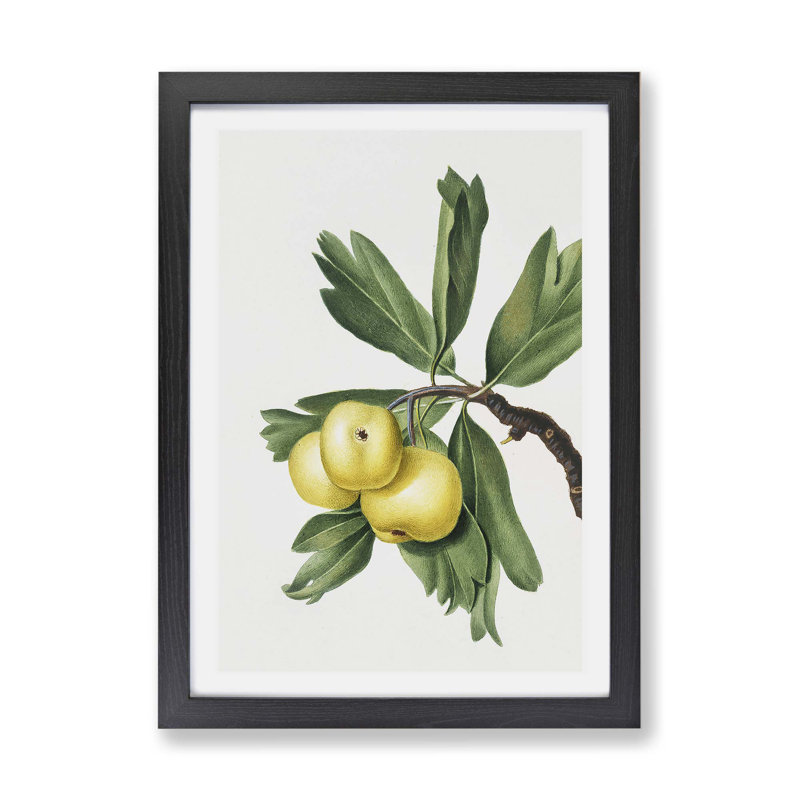 Hawthorn Apple Tree by Giorgio Gallesio - Single Picture Frame Painting, 24cm H x 33cm W x 2cm D, Black