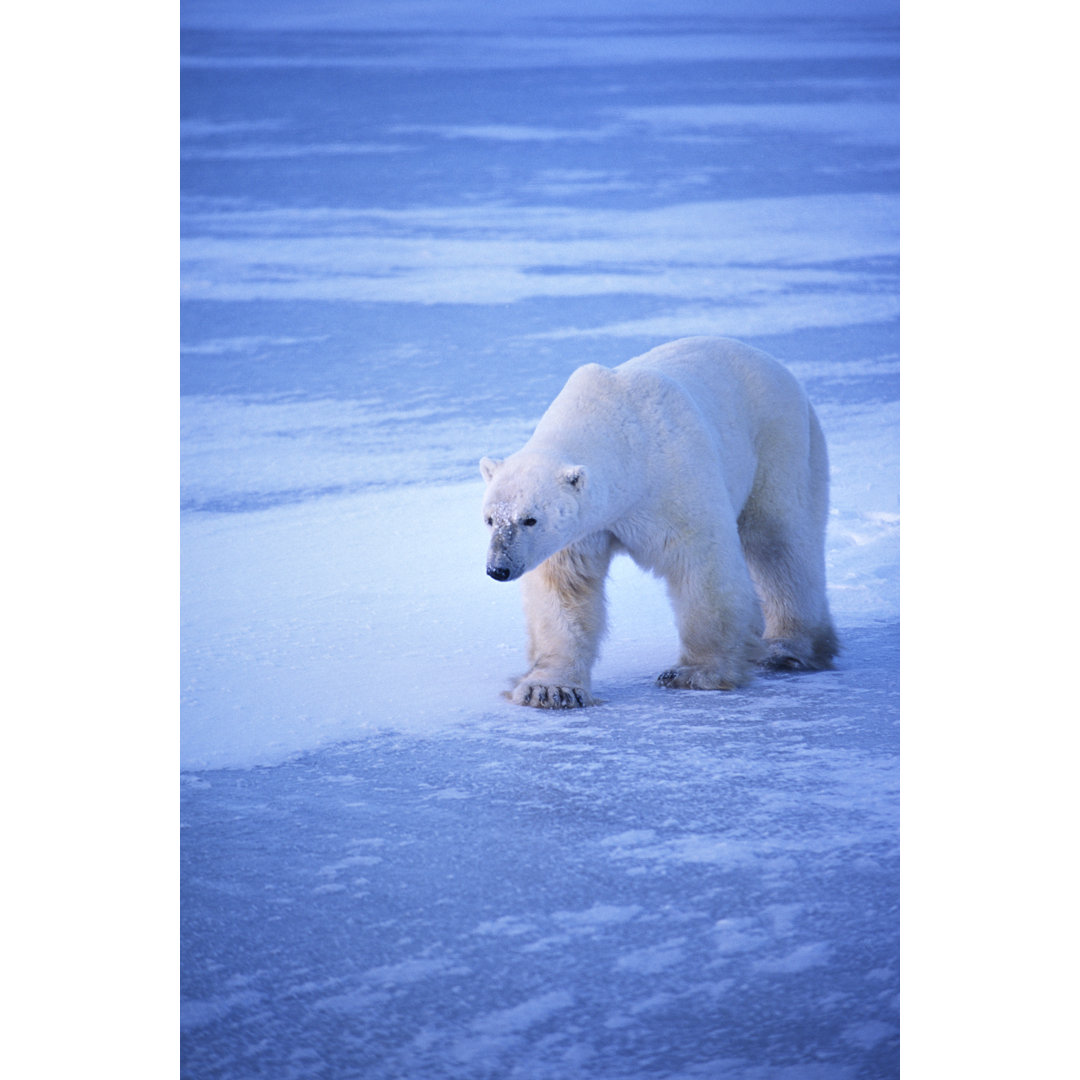 Ein wilder Eisbär - Leinwandbild