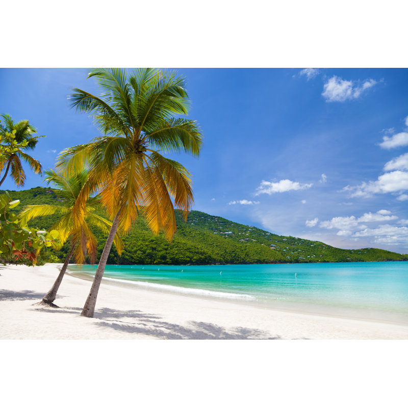 Palm Trees at Magens Bay by Cdwheatley, 20" H x 30" W