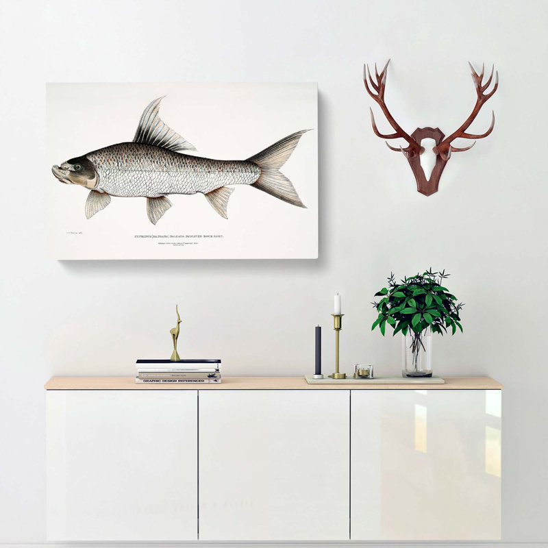 Rock Carp Illustration by John Edward Gray - Wrapped Canvas Print, 35cm H x 50cm W x 3cm D