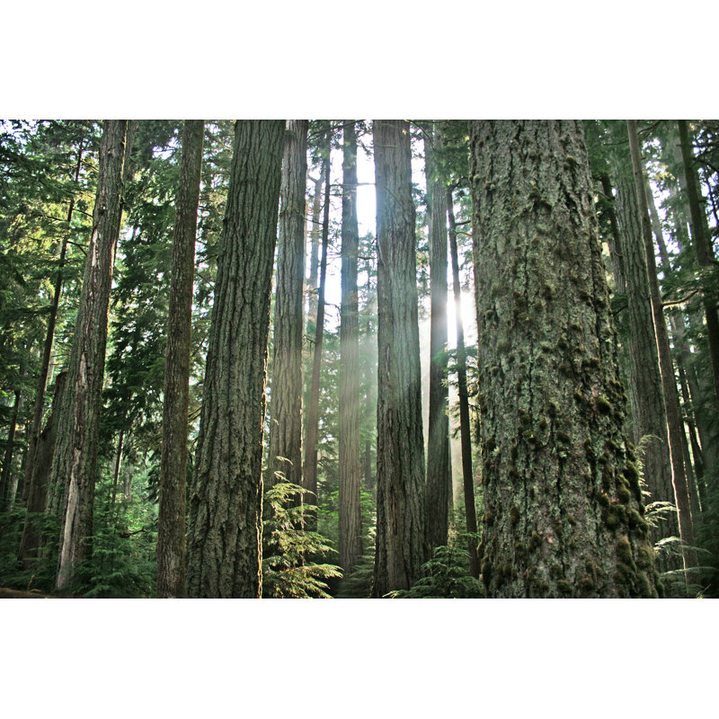 Rainforest - Wrapped Canvas Print, 30cm H x 46cm W x 3.8cm D
