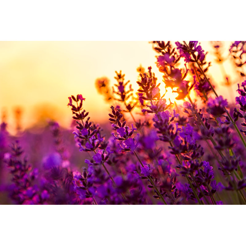 Lavender Field In Tihany, Hungary - Wrapped Canvas Print, 20cm H x 30cm W x 3.8cm D
