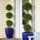 Costa Farms Live Eugenia Topiary Plant in Nursery Pot & Reviews | Wayfair