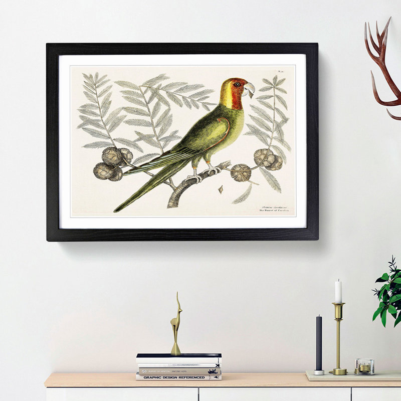 Parrot of Carolina by Mark Catesby - Picture Frame Painting Print, 27cm H x 36cm W x 2cm D, Black Framed