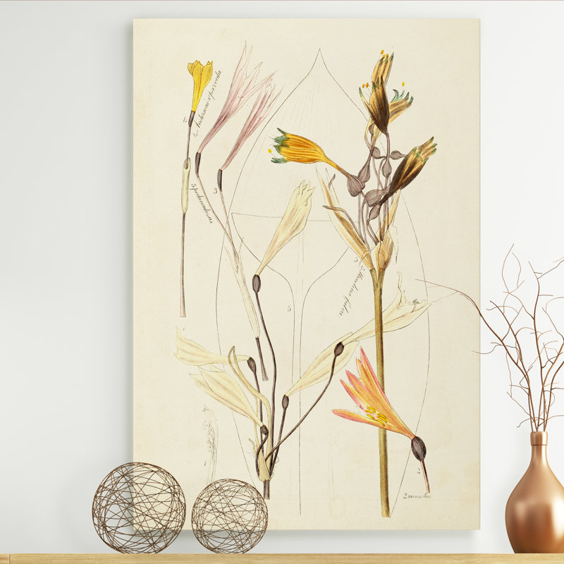 « antique botanique esquissé vi »-impression sur toile, H 48 po x l 36 po x P 1 po, Toile tendue
