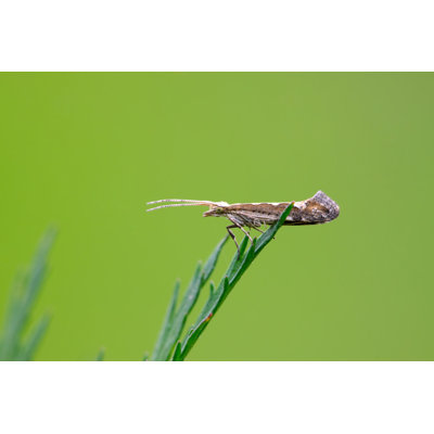 Gadde Diamondback Moth - Wrapped Canvas Print