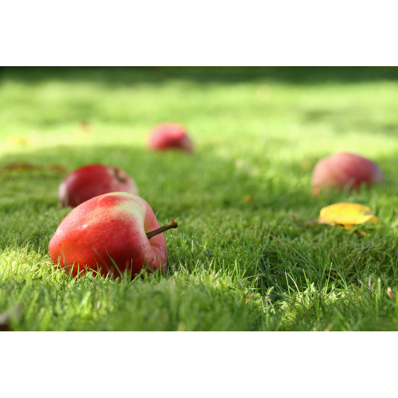 Fallen Apples by Jura13 - Wrapped Canvas Print, 30cm H x 46cm W