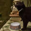 Florentine Turquoise Pet Bowl 17cm 6.6in-1211584179