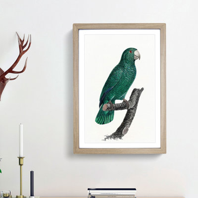 Emerald Cuban Amazon Parrot by F. Levaillant - Picture Frame Painting Print