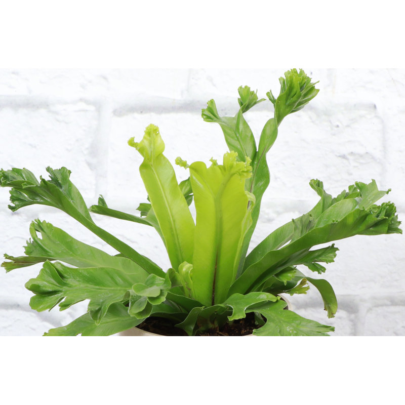 Live Leslie Bird's Nest Fern Plant