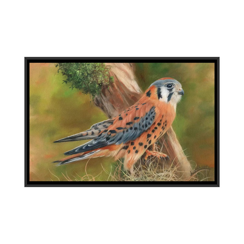 «American Kestrel», impression sur toile, H 18 po x l 26 po x P 1,5 po, Toile avec cadre noir, Pas de tapis