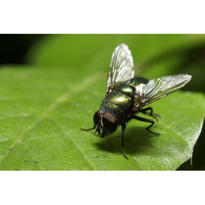 Mouche assise